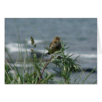 "Singing Bird Northumberland England Beach" Greeting Cards