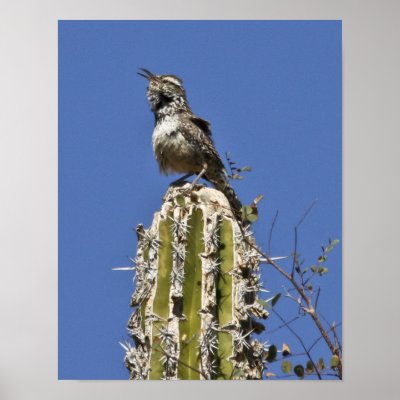 Singing Cactus Wren Poster