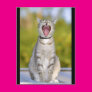 Singing Cat Post Cards Singing Cat Post Cards