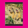 Singing Prairie Dogs Post Cards Singing Prairie Dogs Post Cards