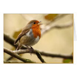 Singing Robin Greeting Card