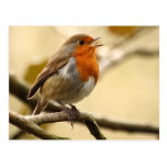 Singing Robin Postcards