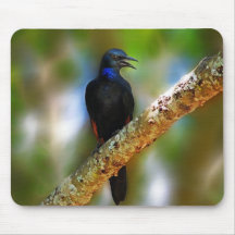 Singing Starling  blue bird Mouse Pads