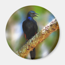 Singing Starling  blue bird Refrigerator Magnet