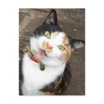 singing tabby postcards