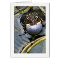 Singing Toad Greeting Cards