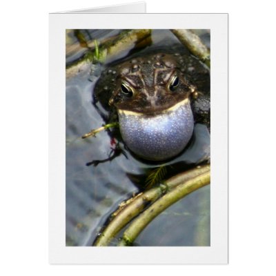Singing Toad Greeting Cards by alberthartley