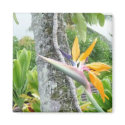 Single Bird of Paradise magnet by marcya7 Single Bird of Paradise magnet