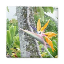 Single Bird of Paradise magnet by marcya7 Single Bird of Paradise magnet