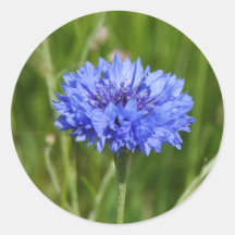 Single Blue Cornflower in green English Meadow Stickers