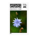 SIngle Blue Flower Stamp