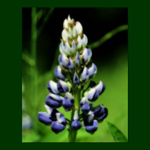 Single Blue Lupine Flower Poster posters