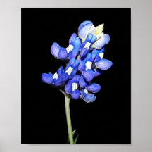 Single Bluebonnet on Black Background Print