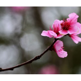 Single Cherry Blossom mousepad