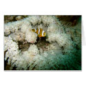 Single Clown over Beaded Anemonie cards