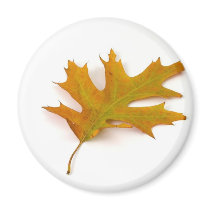 Single Coloured Northern Red Oak Leaf On White Bac magnets