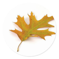 Single Coloured Northern Red Oak Leaf On White Bac stickers
