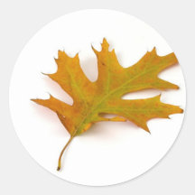 Single Coloured Northern Red Oak Leaf On White Bac Stickers
