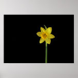 Single daffodil posters