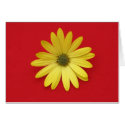Single Daisy cards by ggbythebay Single Daisy cards