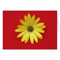 Single Daisy cards by ggbythebay Single Daisy cards