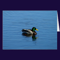 Single Duck