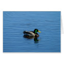 Single Duck cards
