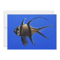 single-fish-in-aquarium invites