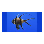 single-fish-in-aquarium picture card