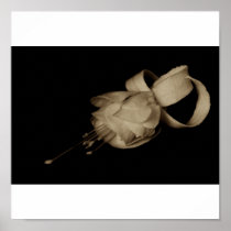 Single Fuchsia Poster