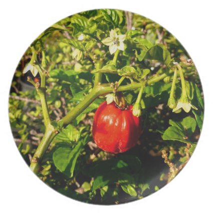 single habanero red pepper in plant dinner plates