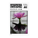 Single Lotus Postage Stamp