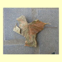 Single malple leaf posters