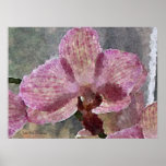 Single Orchid Posters
