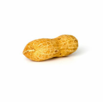Single Peanut On White Background photo sculptures