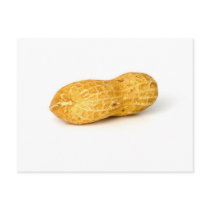Single Peanut On White Background Post Cards