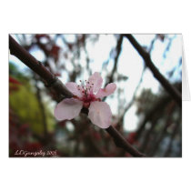 Single Pink Blossom cards by elledeegee Single Pink Blossom cards