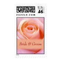 Single pink bridal rose postage