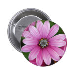 Single Pink Daisy Button