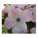 Single Pink Flowering Dogwood Poster print