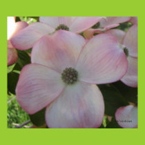 Single Pink Flowering Dogwood Poster posters