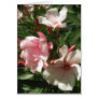 Single Pink Oleander 3