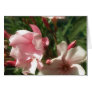 Single Pink Oleander 3