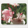 Single Pink Oleander 3