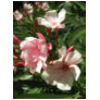 Single Pink Oleander 3
