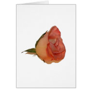 Single pink rose bloom side view cutout picture card