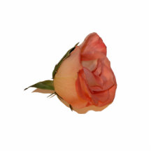 Single pink rose bloom side view cutout picture acrylic cut outs