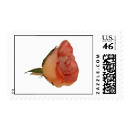 Single pink rose bloom side view cutout picture stamp