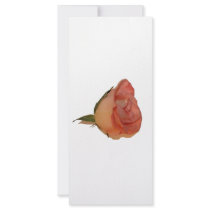 Single pink rose bloom side view cutout picture rack card