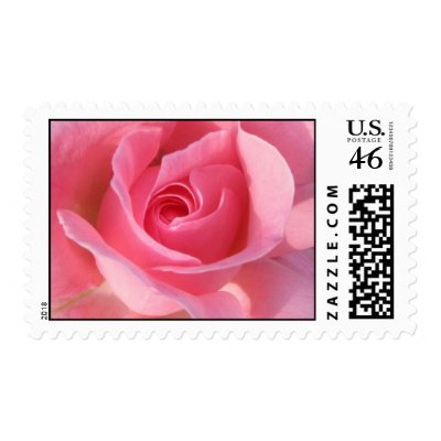 Single pink rose postage stamps